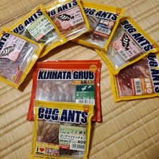 BUG ANTS KIJIHATA GRUB WORM BULK SALE