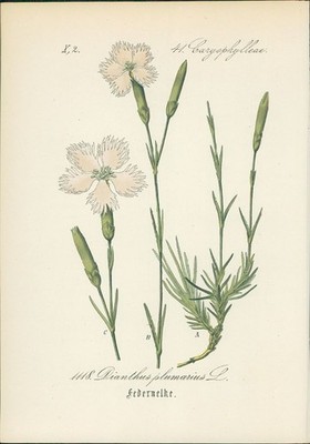 Chromolithographie : Federnelke. Dianthus plumarius L. Caryophylleae. Syn. D. mo