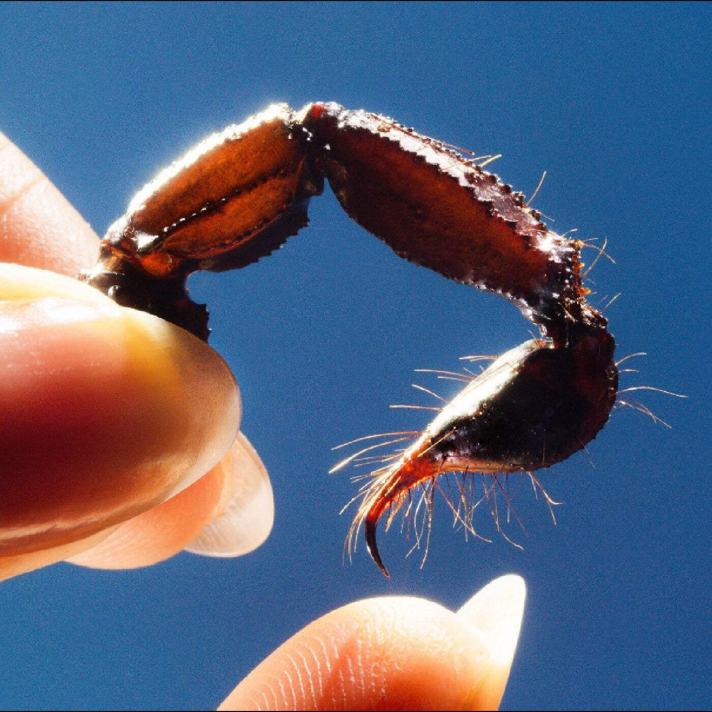 Кальмаровые трусы [Прозрачный винил] НОВЫЙ винил