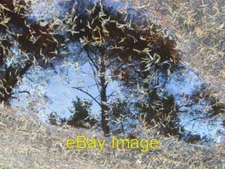 Photo 6x4 Reflection in a Puddle Landerberry One of the Pine needle scatt c2007