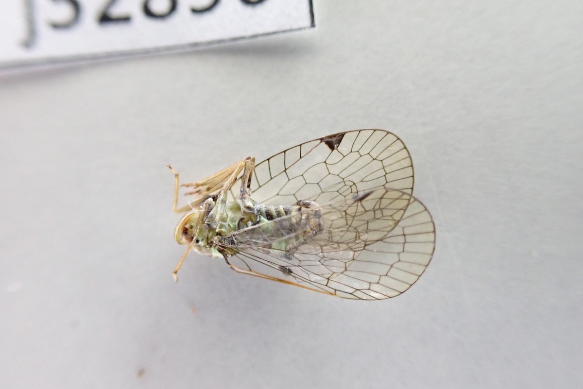 標本 Australia Cicadoidea sp. 65mm Australia Cicadoidea sp. 65mm - メルカリ