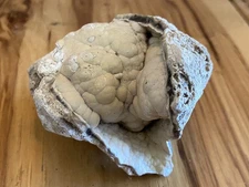 Fossil Agatized Coral- Florida Botryoidal Mineral Geode Rock  311 Grams