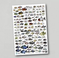 Fridge Magnet Tropical Aquarium Fish - Piranha Fish Chart Red Bellied (11)