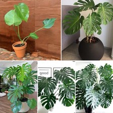Gorgeous/Big/Monstera Deliciosa / Swiss Cheese Indoor Plant, Well Rooted~NO POT~