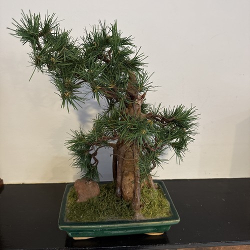 Japanese black pine Faux Bonsai tree 13”