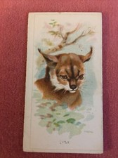 ALLEN & GINTER WILD ANIMALS OF THE WORLD 1889 - LYNX