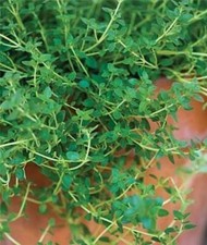 English Thyme Seeds, Thymus vulgaris, Organic, NON-GMO, Heirloom,