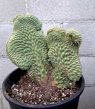 Opuntia Cylindropuntia Fulgida Cristata 11Hx9W Cactus