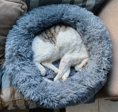 Donut Plush Pet Cat Bed Fluffy Soft Warm Calming Bed Sleeping Kennel Nest - Picture 5 of 10