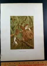 HARVEST MOUSE NEST Authentic 19th Century 1880s CHROMOLITHOGRAPH PRINT Prang