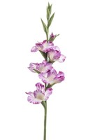 artplants KüNstliche Blume Gladiole Kivana, Lila-Weiß, 90Cm