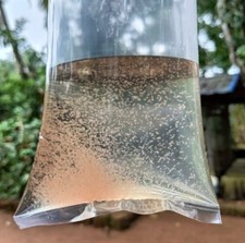 Live Freshwater Food Moina