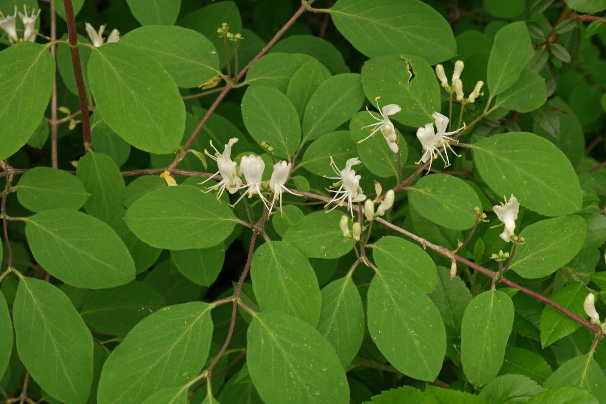 Lonicera xylosteum | European Fly Honeysuckle | 50_Seeds | eBay