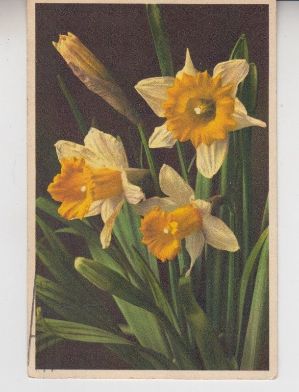 Narcissus Flowers. Pray For Peace Slogan Cancel. Alfred Mainzer 1963. Vintage 