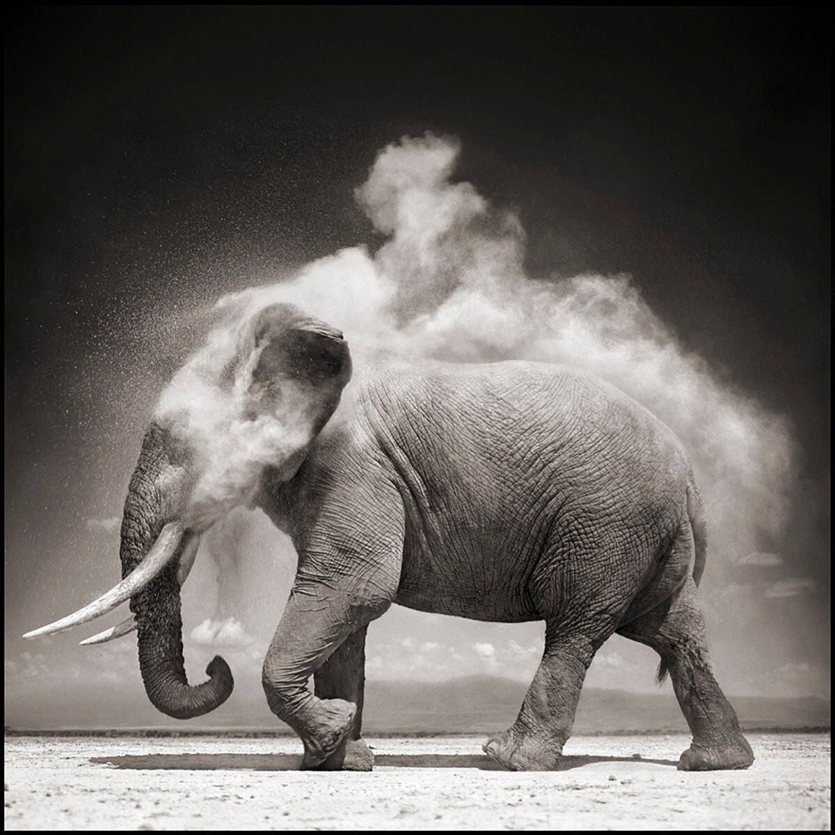 SIGNED Nick Brandt On This Earth A Shadow Falls Big Life True 1st