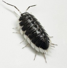 Isopod Factory 25 Porcellio Flavomarginatus Isopods Bioactive Clean Up Crew