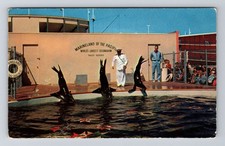 Marineland Of The Pacific CA-California, Sea Lions Vintage Souvenir Postcard