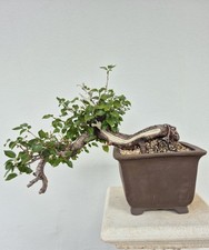 Bonsai Prunus – Altezza (escluso vaso): 32 cm, Larghezza: 51 cm