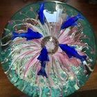MURANO "Ocean in Glass" Art Paperweight Dolphind & Sea Anemone, 4,5” Diameter