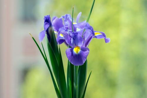 10 Dutch Iris SAPPHIRE BEAUTY Spring Flowering Bulbs Blue Garden Hardy Perennial - Picture 6 of 12