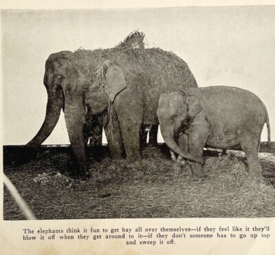 1930 Betty Bell Circus Print Elephant  Antique Carnival Ephemera 8 x 5
