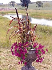 Millet Ornamental Jester  1,000 seeds