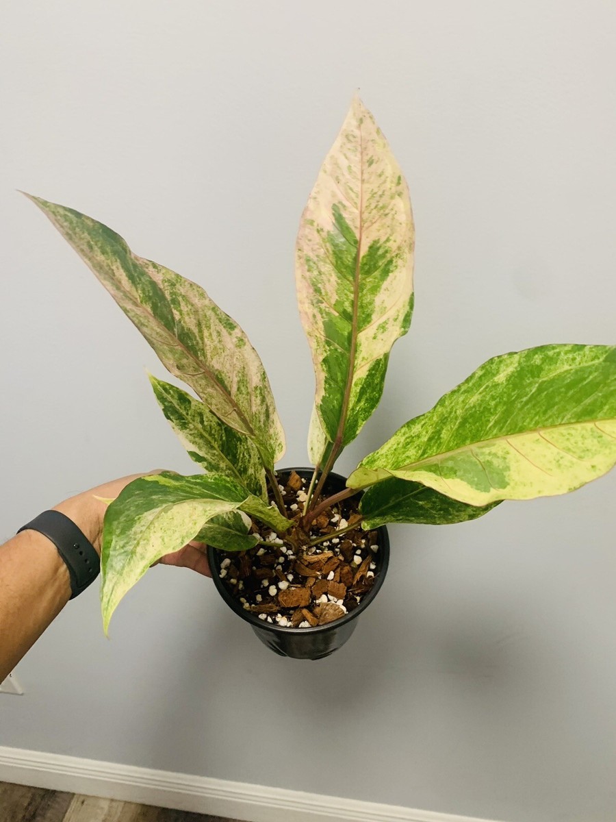 Anthurium Renaissance Tricolor | eBay