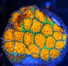 Corals of Eden ~ WYSIWYG Live Coral Frag ~ Pompeii Leptastrea Coral LPS SPS — photo 2