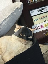 Batman Mask for Cats, Black 3D printed, Halloween costume for your pet or dog