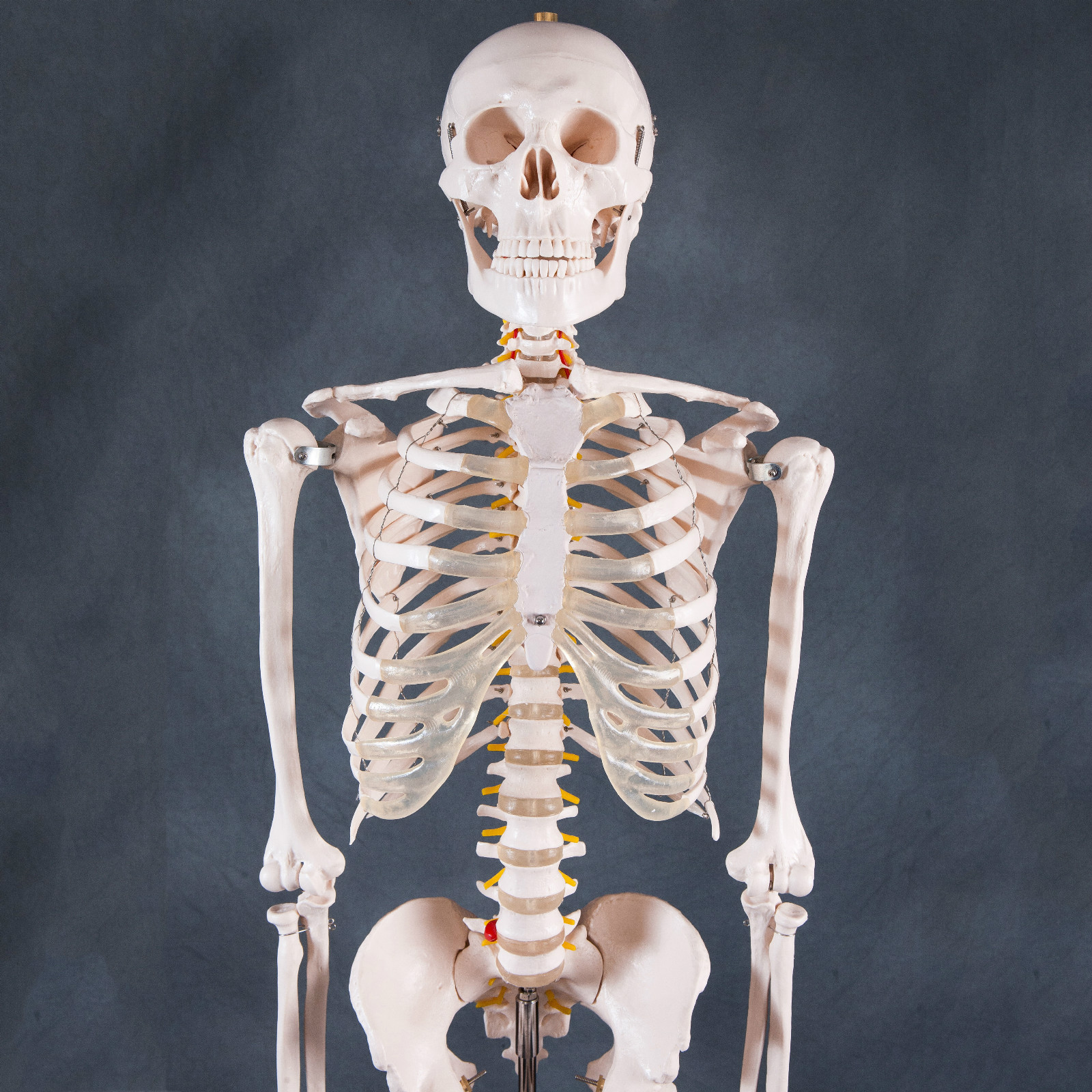 human skeleton model full size