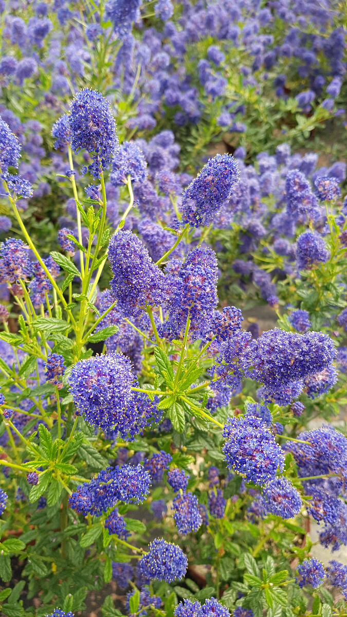 Ceanothus x arboreus 'Concha' / Lilas de Californie / Conteneur de 3 à 4 litr...