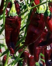 ONZA, 25 chili seeds + FREE
