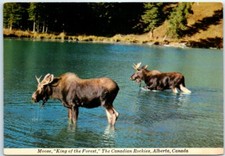 Postcard - Moose  King of the Forest  - The Canadian Rockies, Alberta, Canada