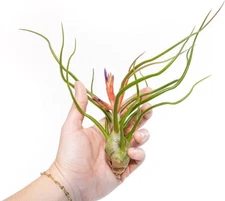 Large Bulbosa Belize Air Plant - Wholesale Bulk - Easy Care Indoor/Outdoor