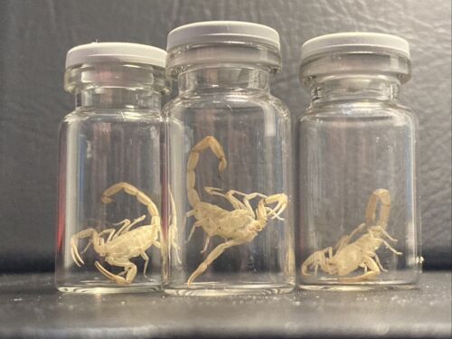 *Juvenile Molted exoskeleton* Arizona Bark Scorpion (Centruroides sculpturatus)