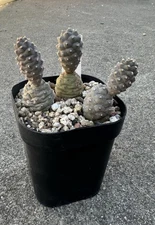 3 Plants Tephrocactus articulatus var. inermis - Pine Cone Cactus Plants