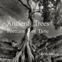Beth Moon - Ancient Trees Portraits Of Time - Hardback - G245Z