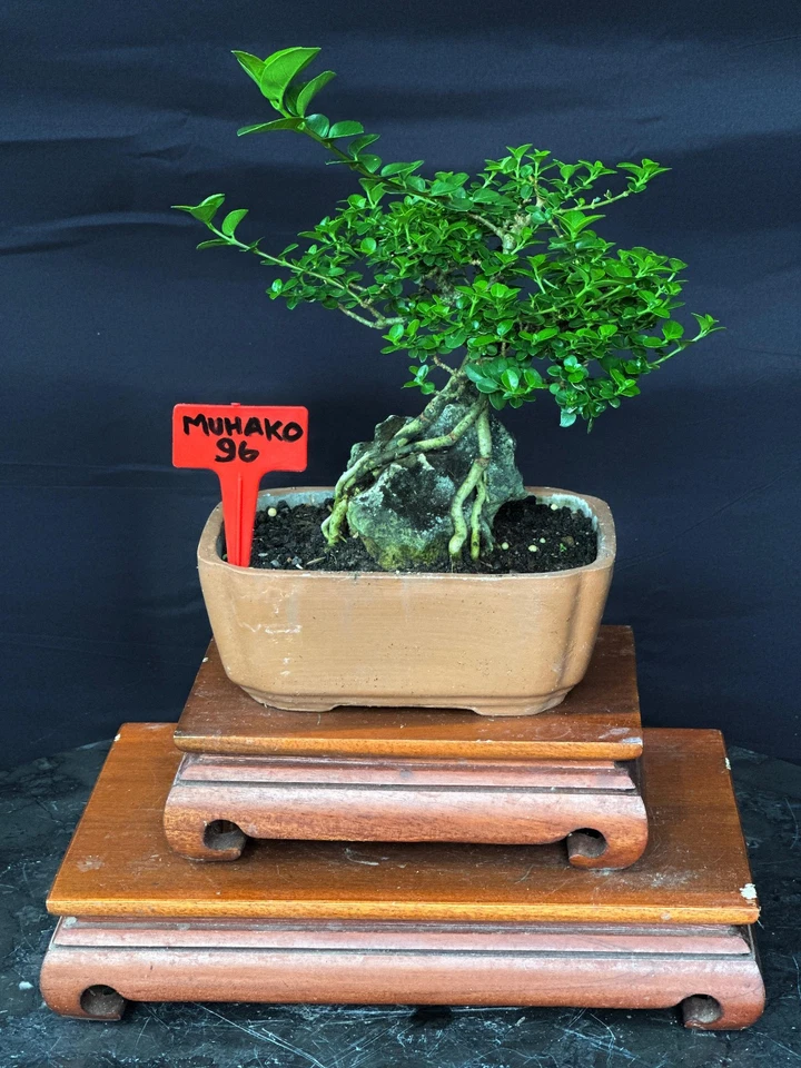 Imagen real Bonsai Premna en la roca | Bonsai Premna | Árbol Bonsai | Premna Foto 2 de 2