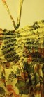 Bild 4 von 11