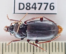 D84776. Insects, Beetles, Carabidae sp. Vietnam, Ha Giang