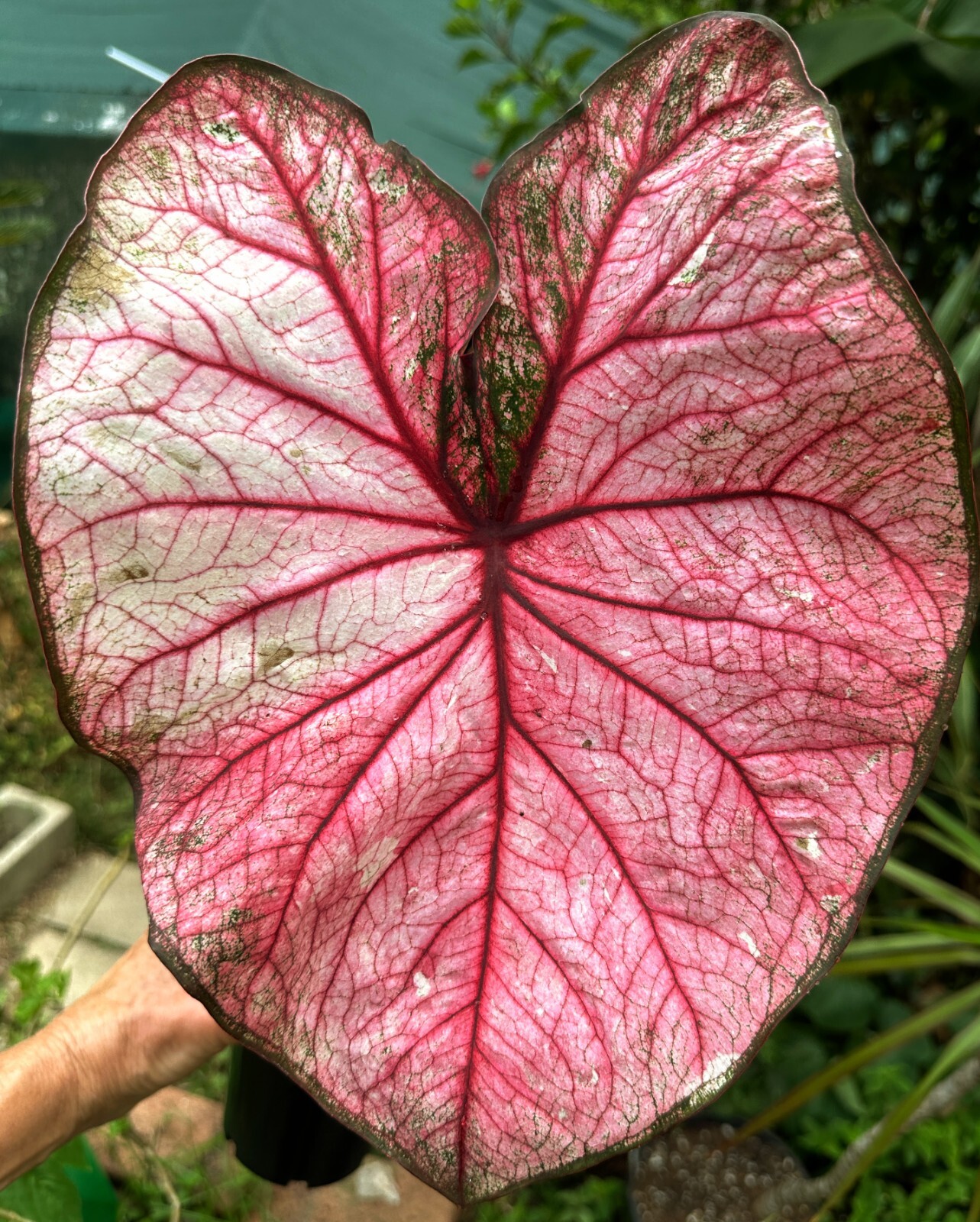 Caladium Tropical Indoor Outdoor Plant 47 Vibrant Colours Colly