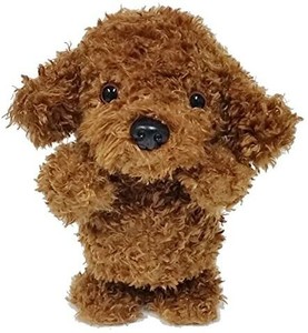 toy poodle walking