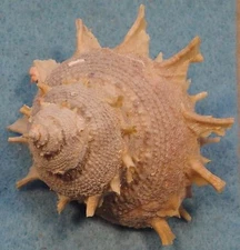 Bolma Girgyllus 57x55x48mm Cebu,Philippines