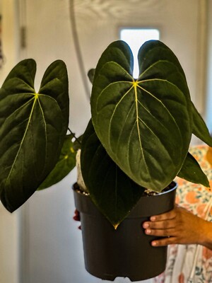 Anthurium Goliath X Black Widow x Michelle x Zara x Michelle | eBay UK