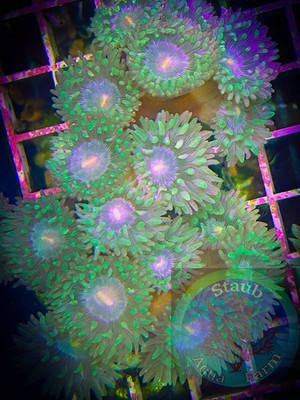 SAF~ WYSIWYG  Duncan Coral Colony , LPS, SPS, Live Colony, Dendro, Whisker Coral