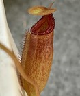 Nepenthes Rajah x Edwardsiana SG 4.5 inch — photo 2
