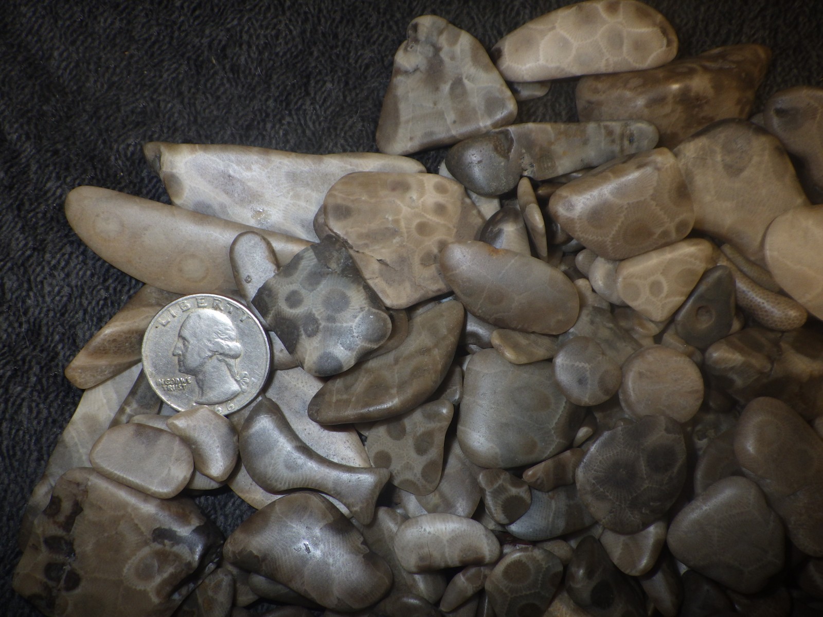 Petoskey Stones Cut, Tumbled and Treated
