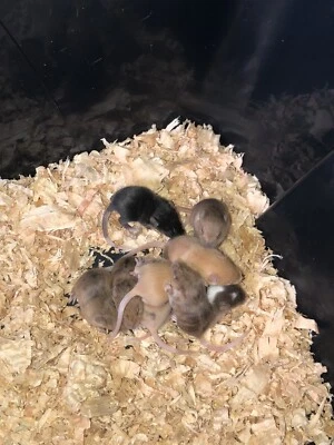 pet mouse for sale