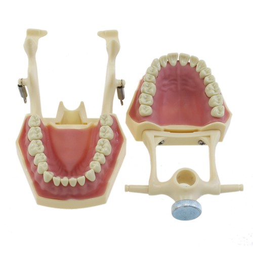 Frasaco AG3 Type Dental Typodont Model 32PC Teeth Restorative Removable Screw-in - Picture 9 of 11