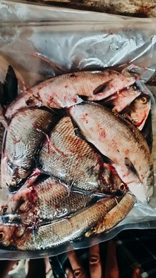 Frozen Gizzard Shad 12 Inches Catfish Bait 1 GallonBag.